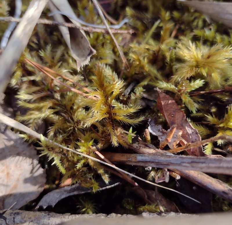 Tomentypnum Moss photo 5