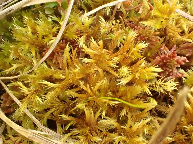 Tomentypnum Moss photo 6