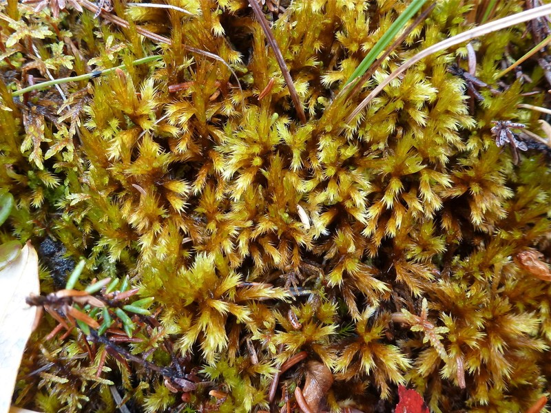 Tomentypnum Moss photo 7