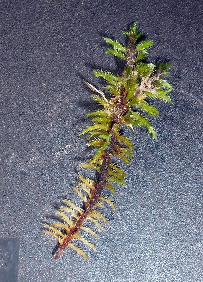 Tomentypnum Moss photo 8