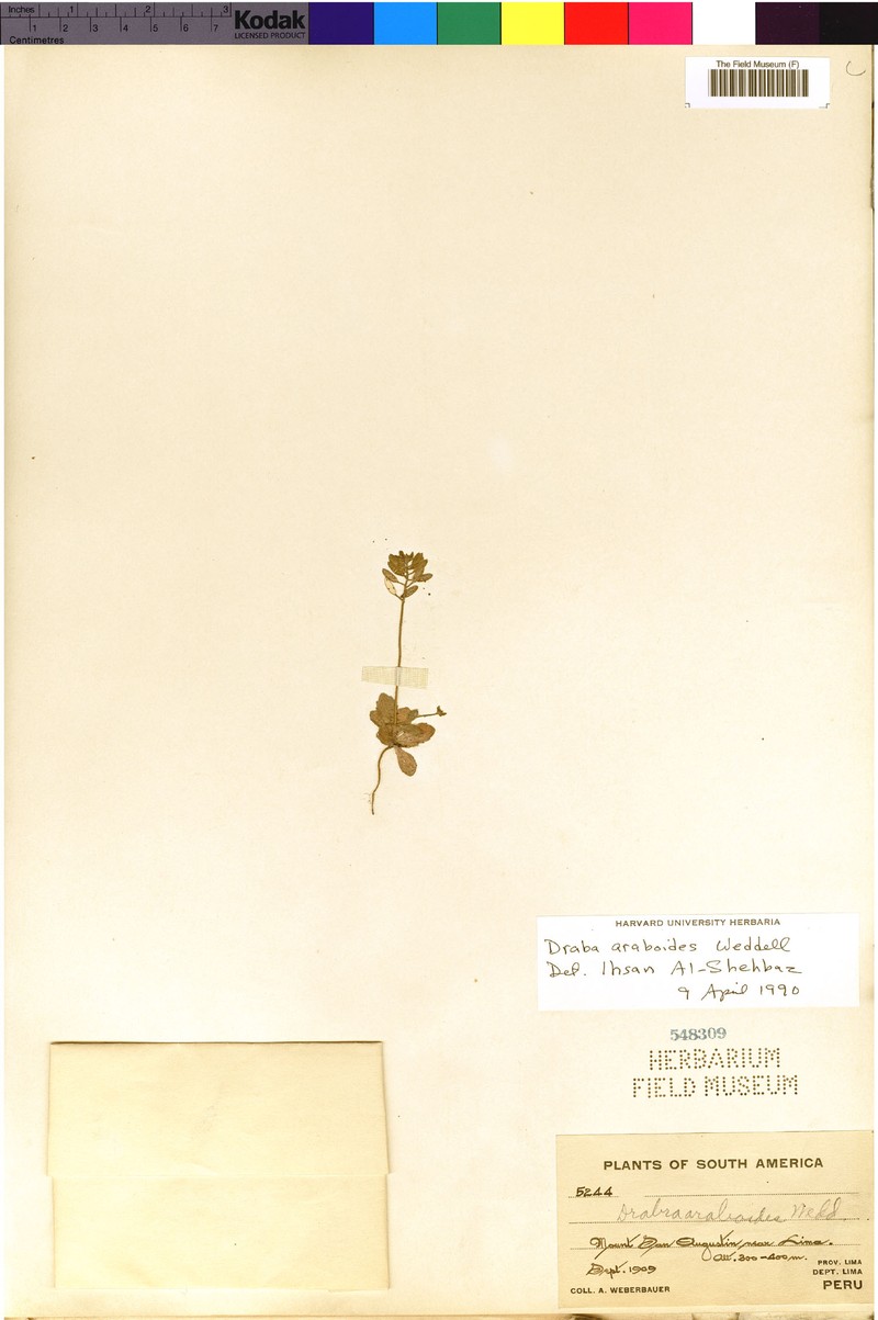 Tomostima araboides