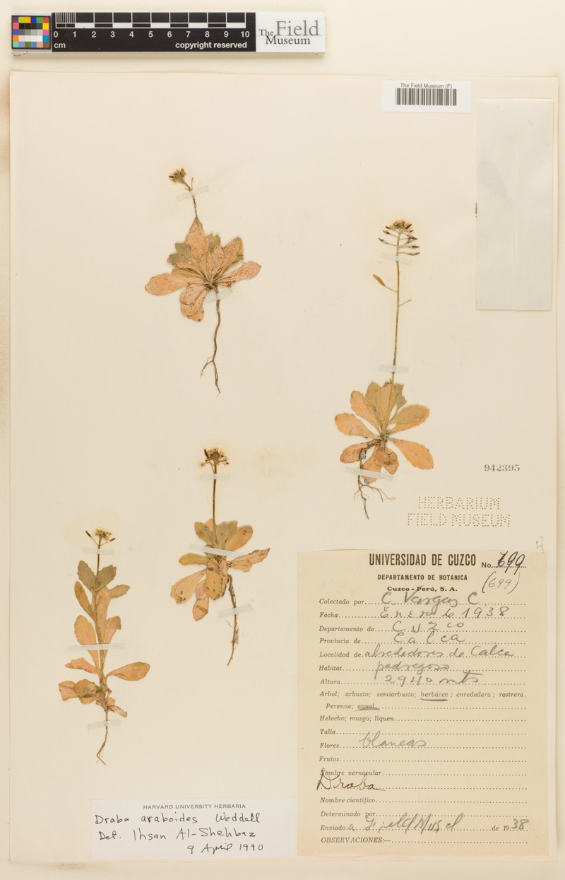Tomostima araboides photo 2