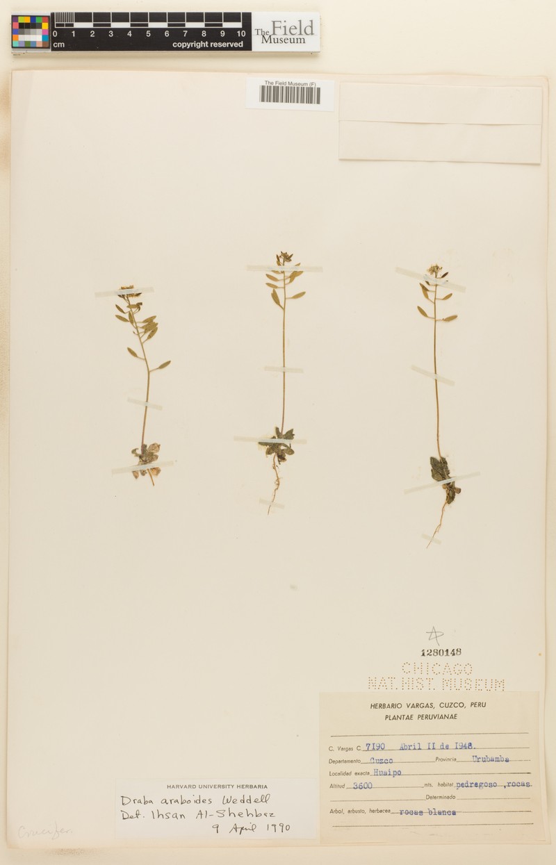 Tomostima araboides photo 3
