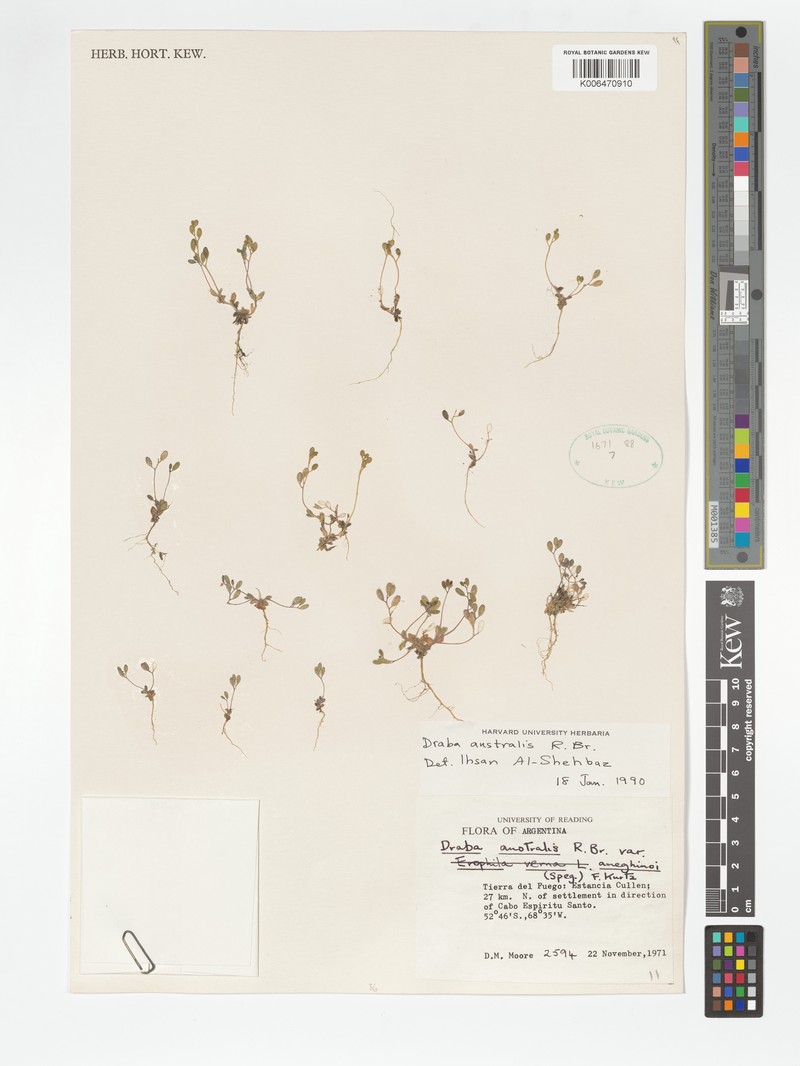 Tomostima australis