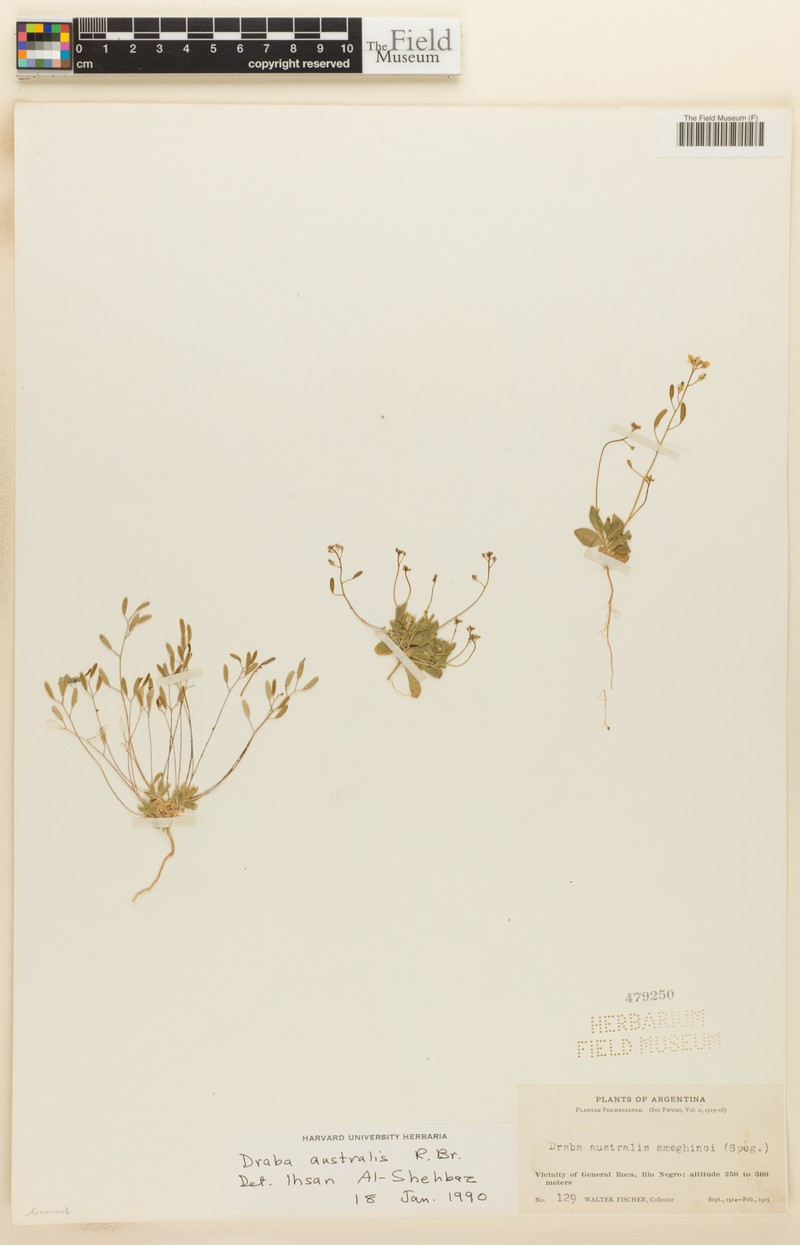 Tomostima australis photo 2