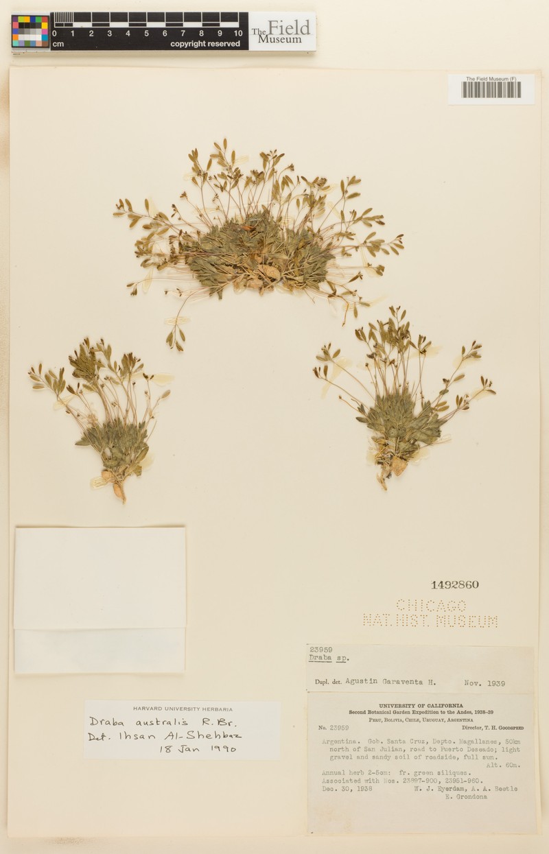 Tomostima australis photo 3
