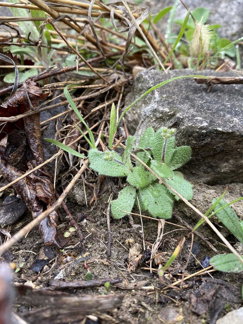 Wedgeleaf Draba