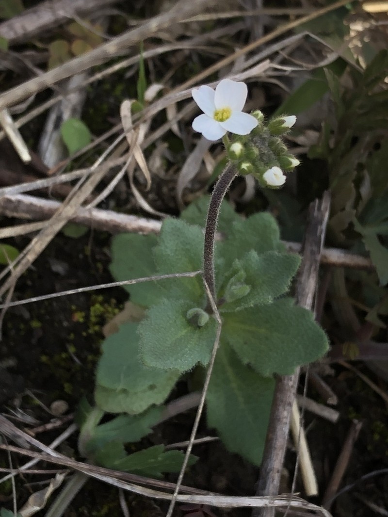 Wedgeleaf Draba photo 2