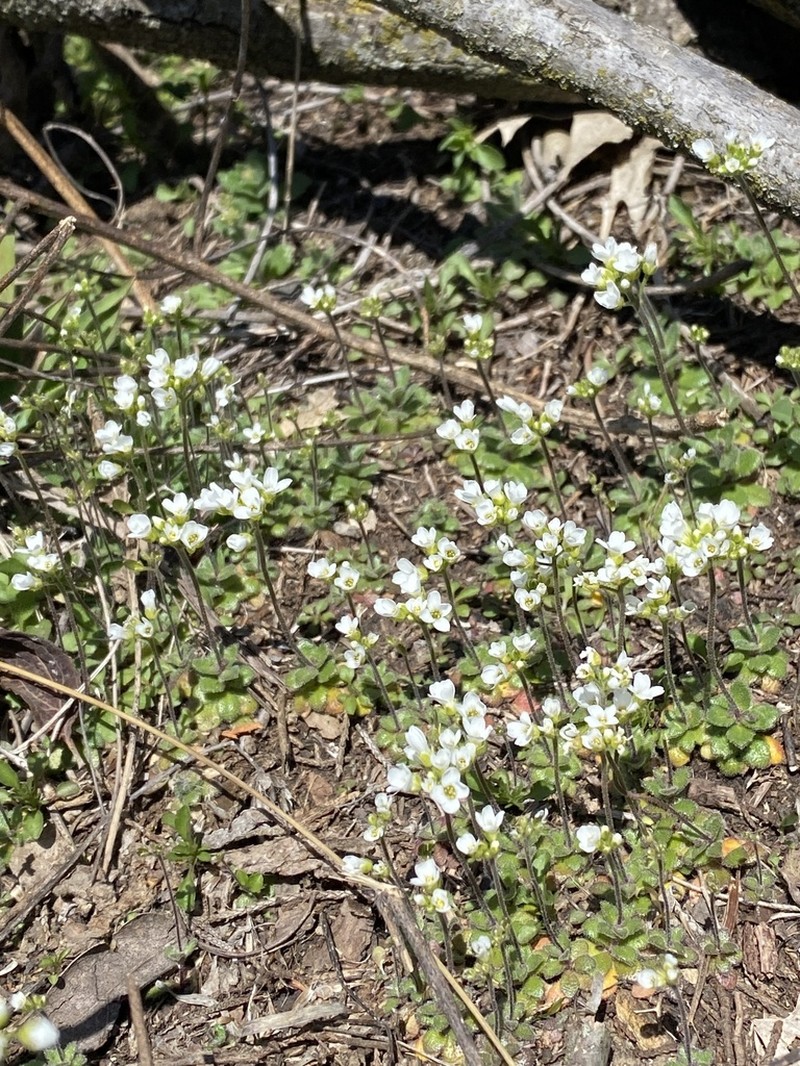 Wedgeleaf Draba photo 3