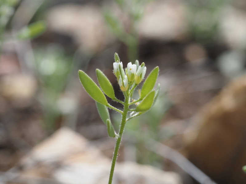 Wedgeleaf Draba photo 4