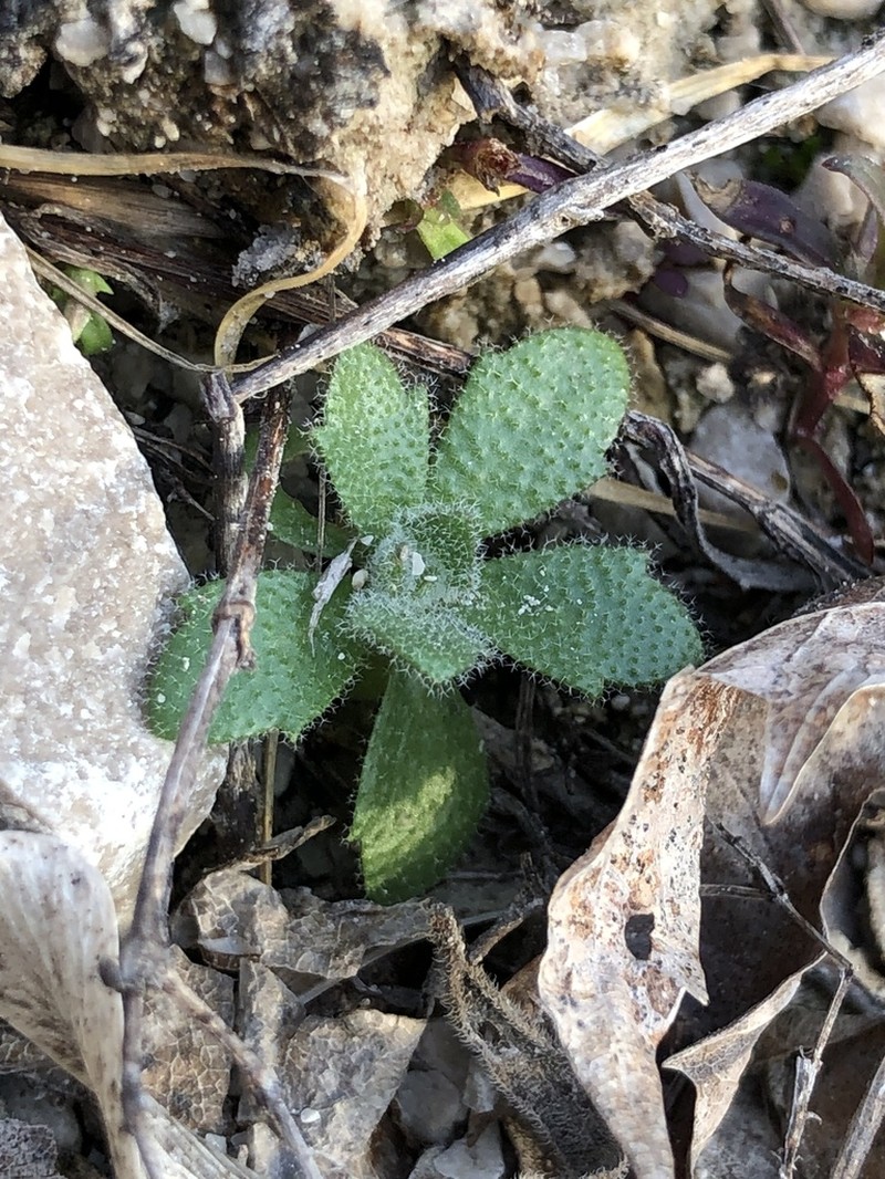 Wedgeleaf Draba photo 5