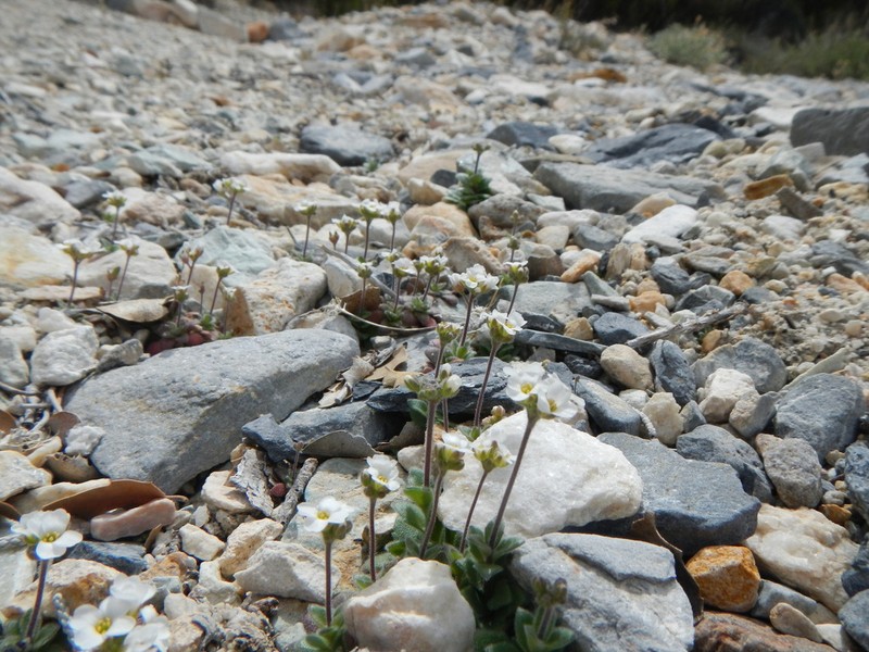 Wedgeleaf Draba photo 6