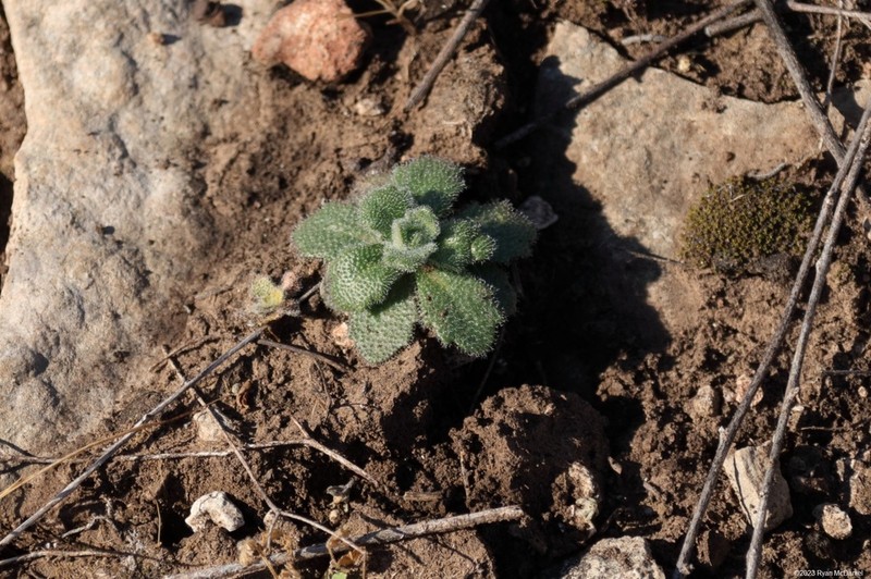 Wedgeleaf Draba photo 7