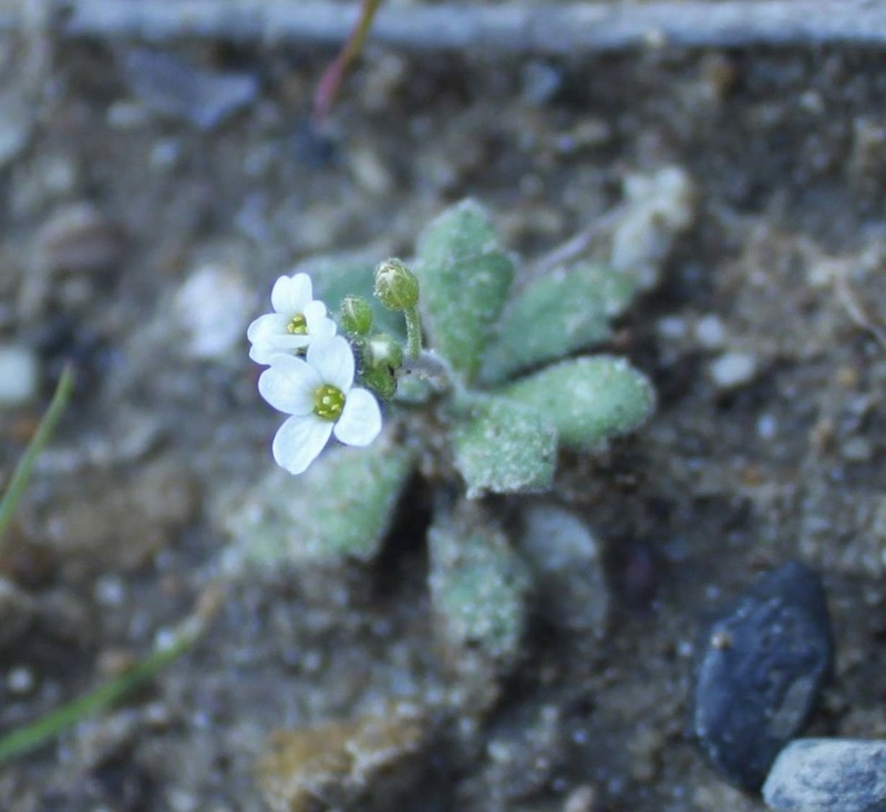 Wedgeleaf Draba photo 8