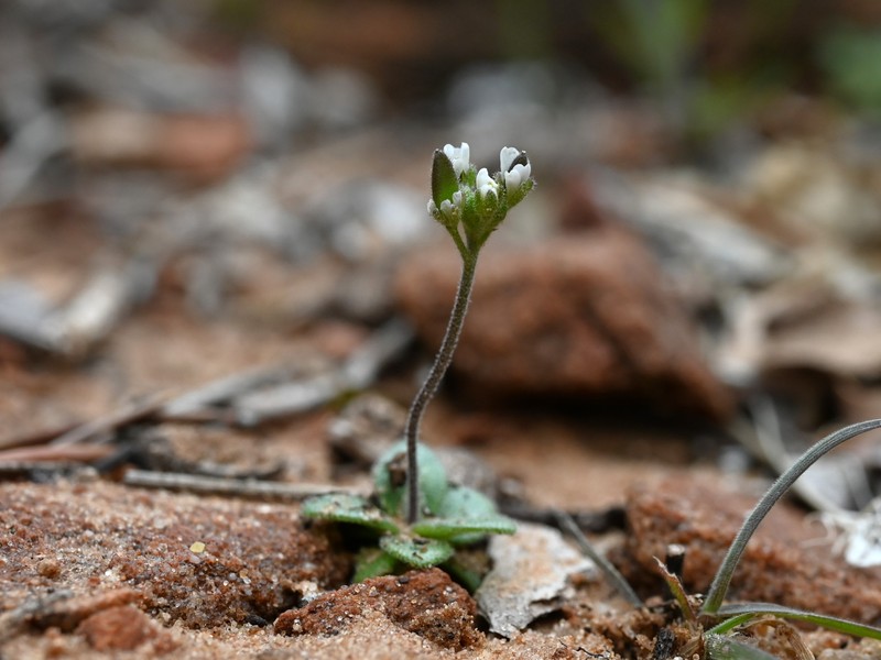 Wedgeleaf Draba