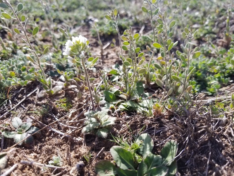 Broadpod Draba