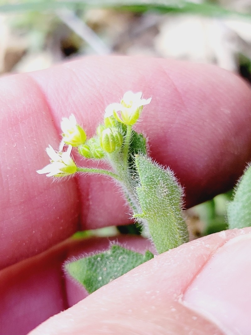 Broadpod Draba photo 2