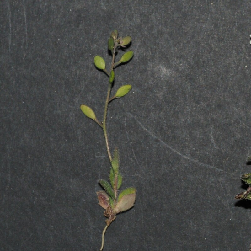 Broadpod Draba photo 3