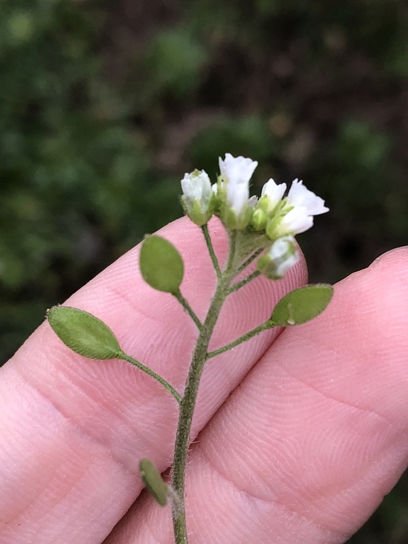 Broadpod Draba photo 4