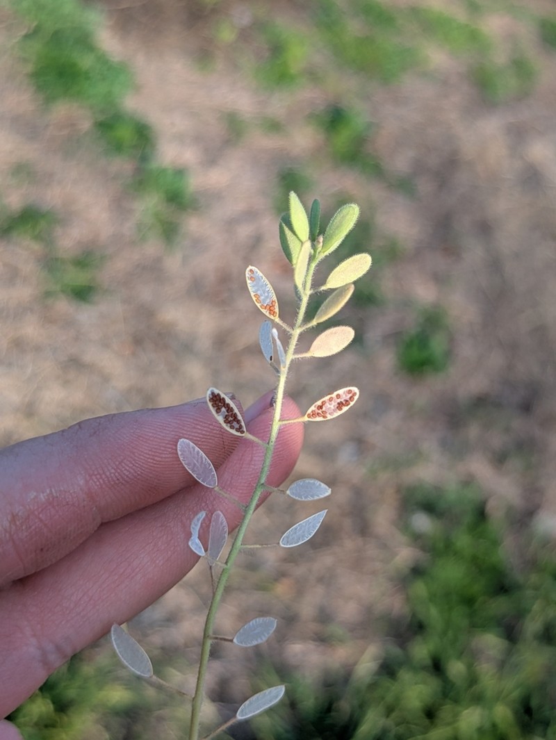 Broadpod Draba photo 5