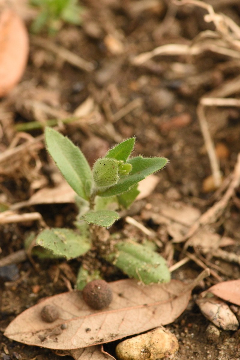 Broadpod Draba photo 6