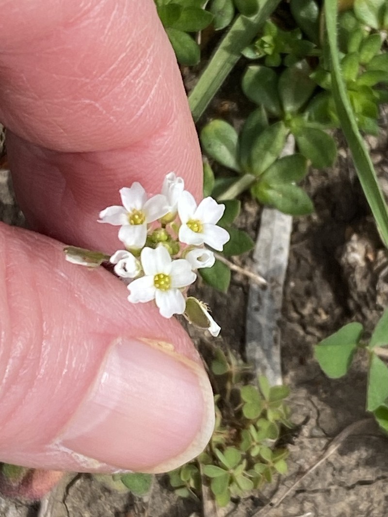 Broadpod Draba photo 7