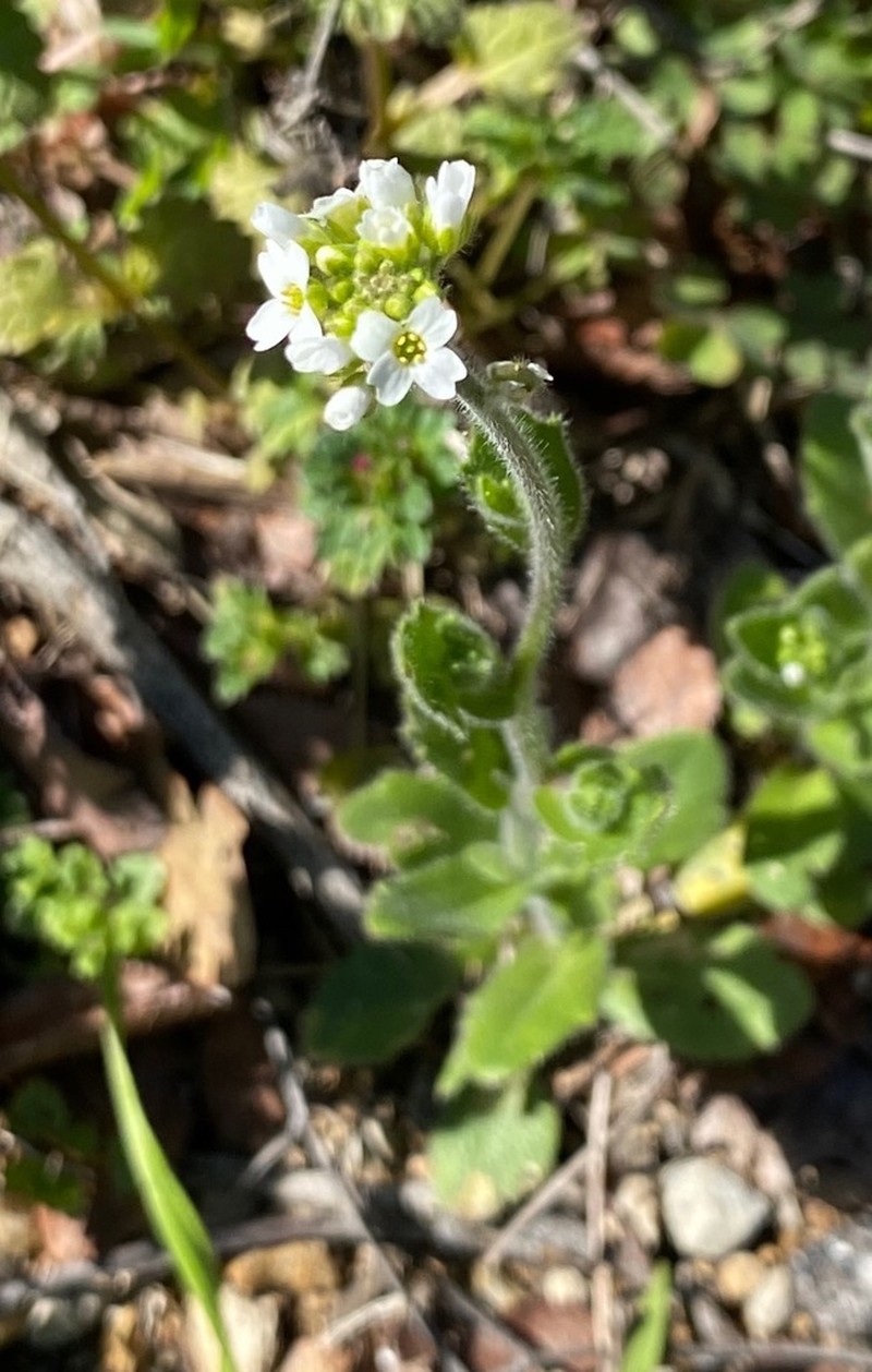 Broadpod Draba photo 8
