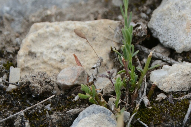 Carolina Draba