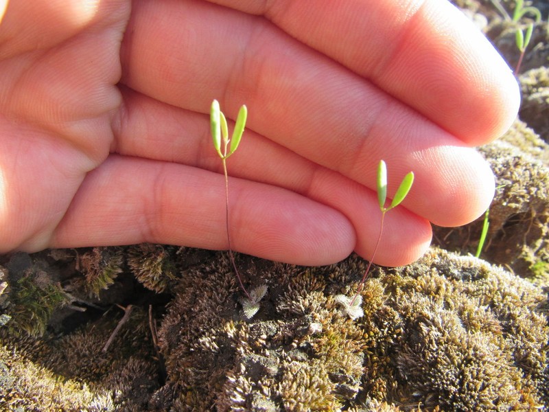 Carolina Draba photo 2