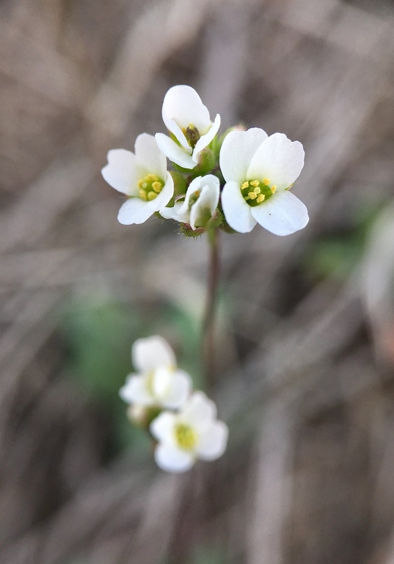 Carolina Draba photo 3