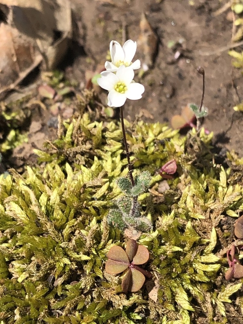 Carolina Draba photo 4