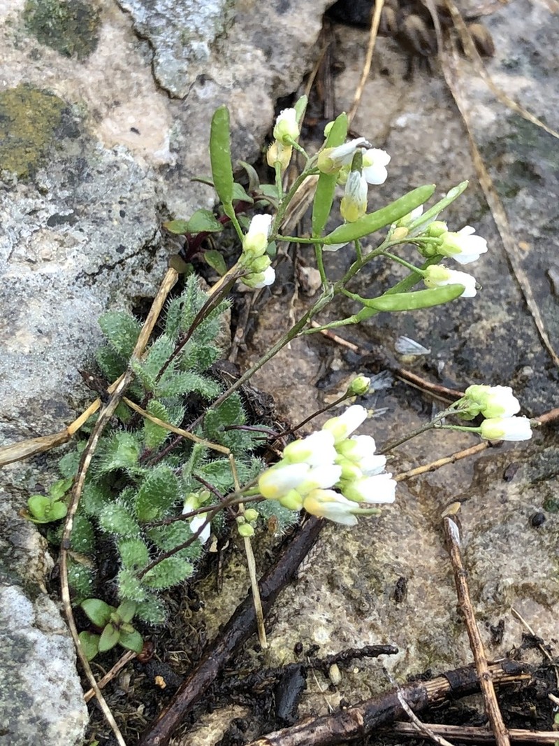 Carolina Draba photo 5