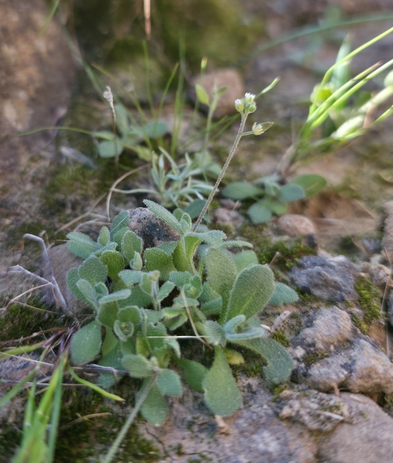 Tomostima sonorae