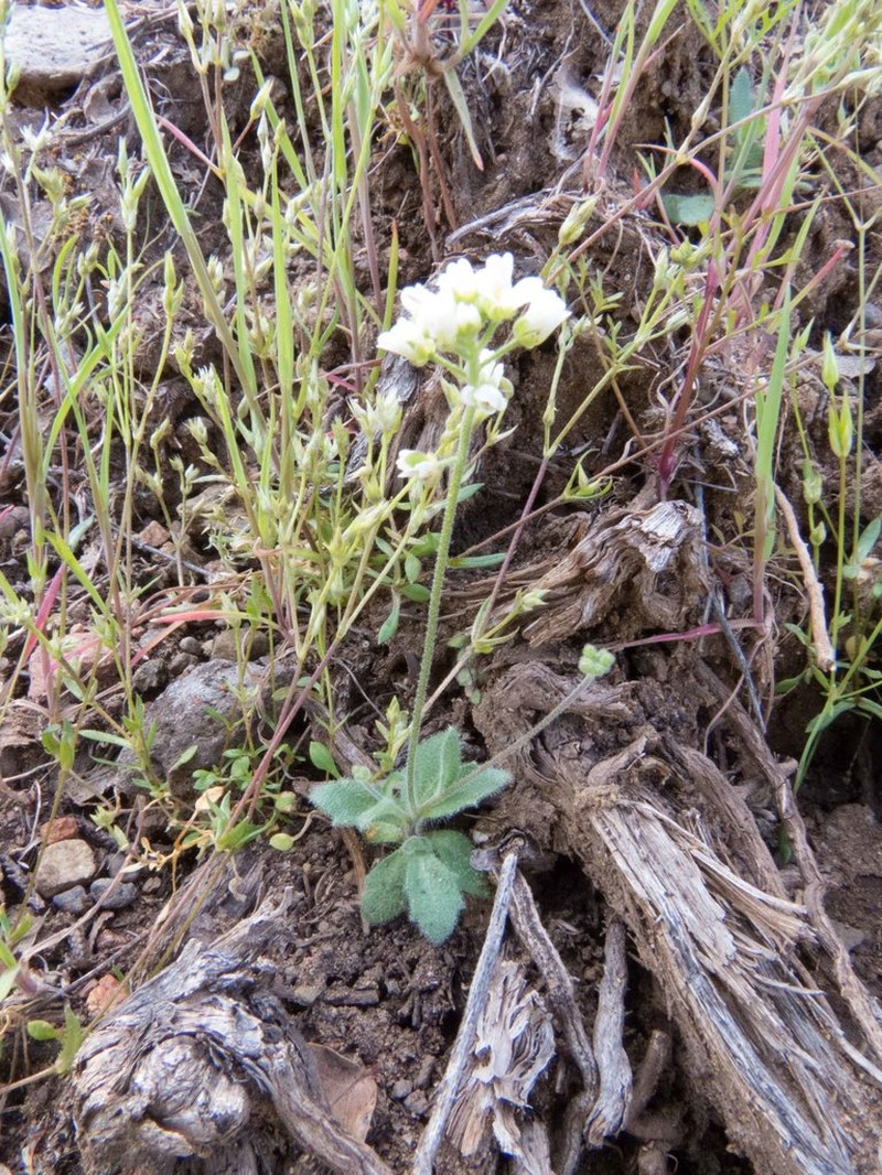 Tomostima sonorae photo 3