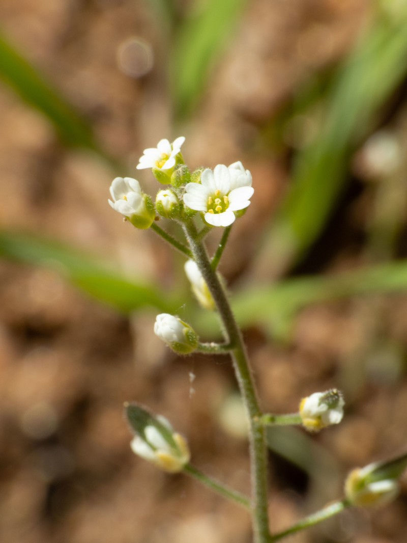 Tomostima sonorae photo 6