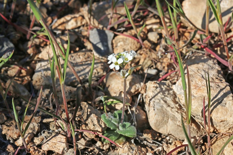Tomostima sonorae photo 7