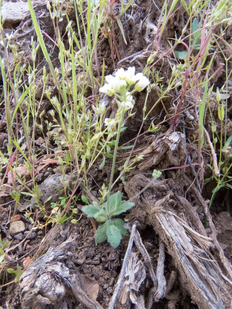 Tomostima sonorae photo 8
