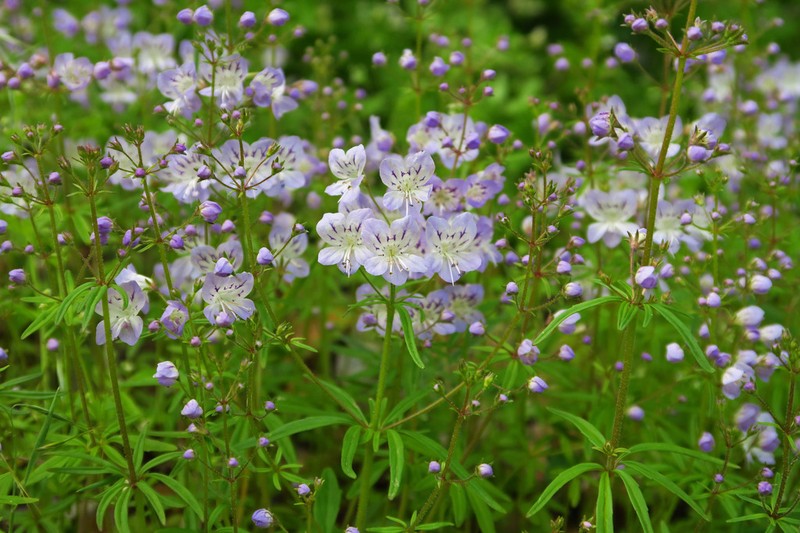 Manyflower Tonella