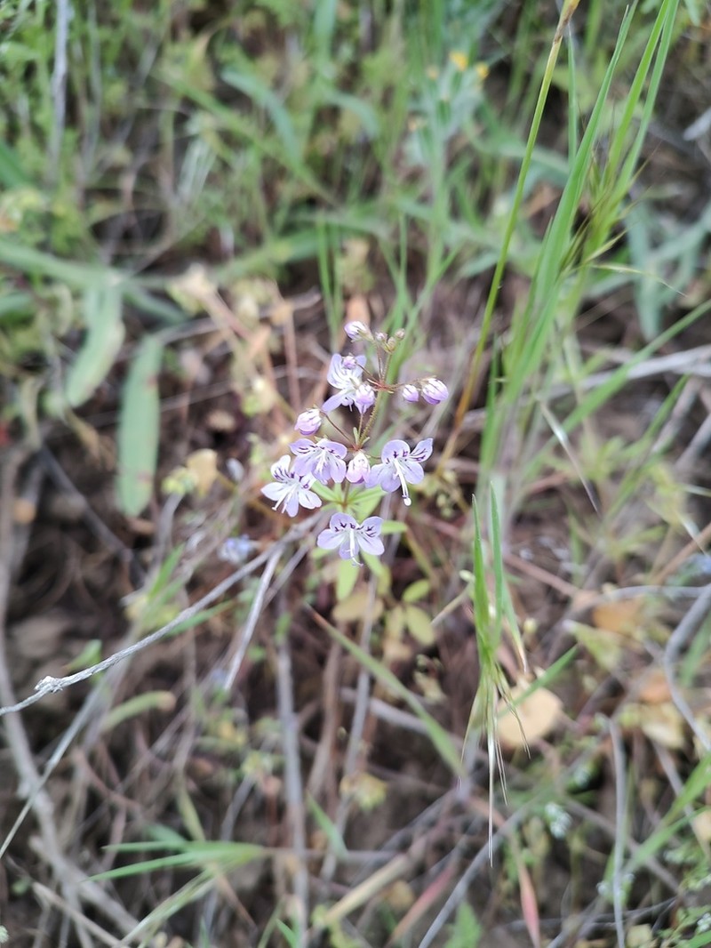 Manyflower Tonella photo 3