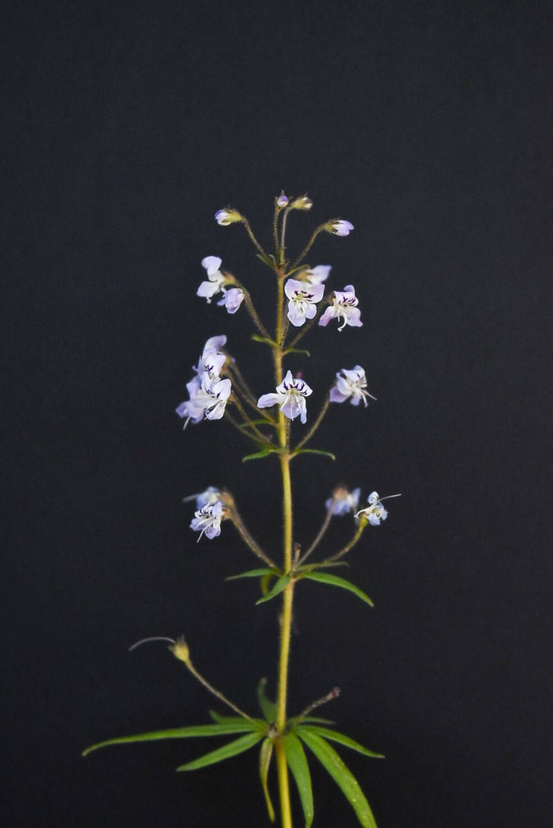 Manyflower Tonella photo 4