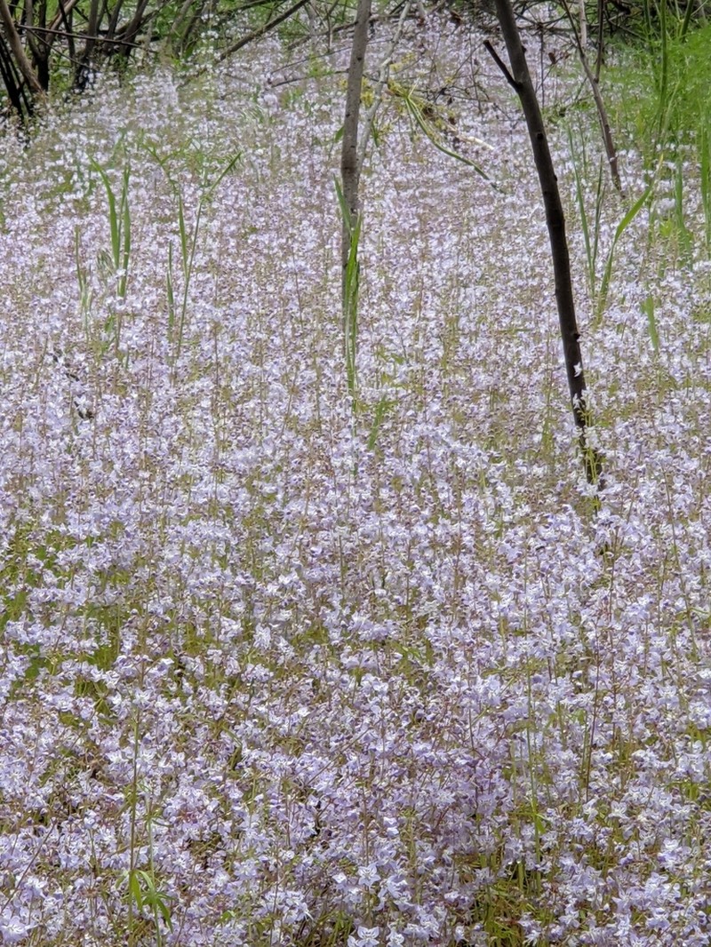Manyflower Tonella photo 5