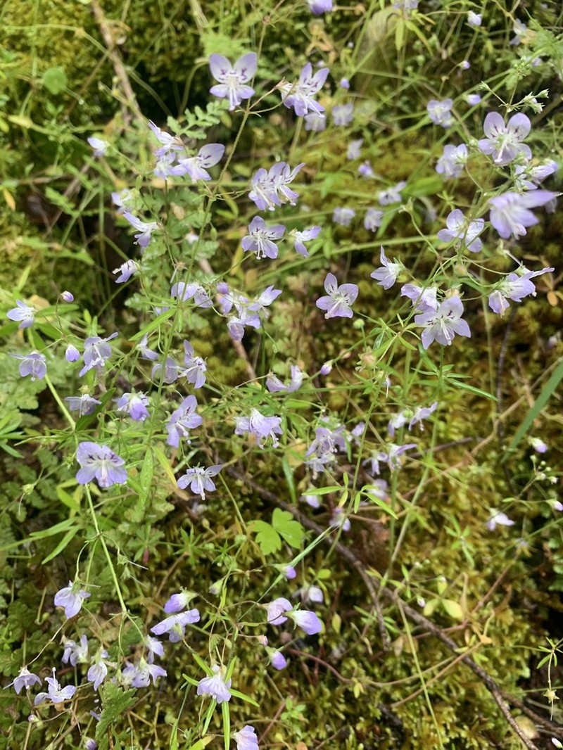 Manyflower Tonella photo 7