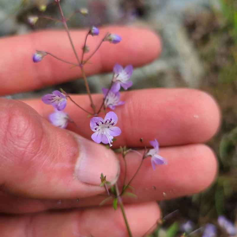 Manyflower Tonella photo 8