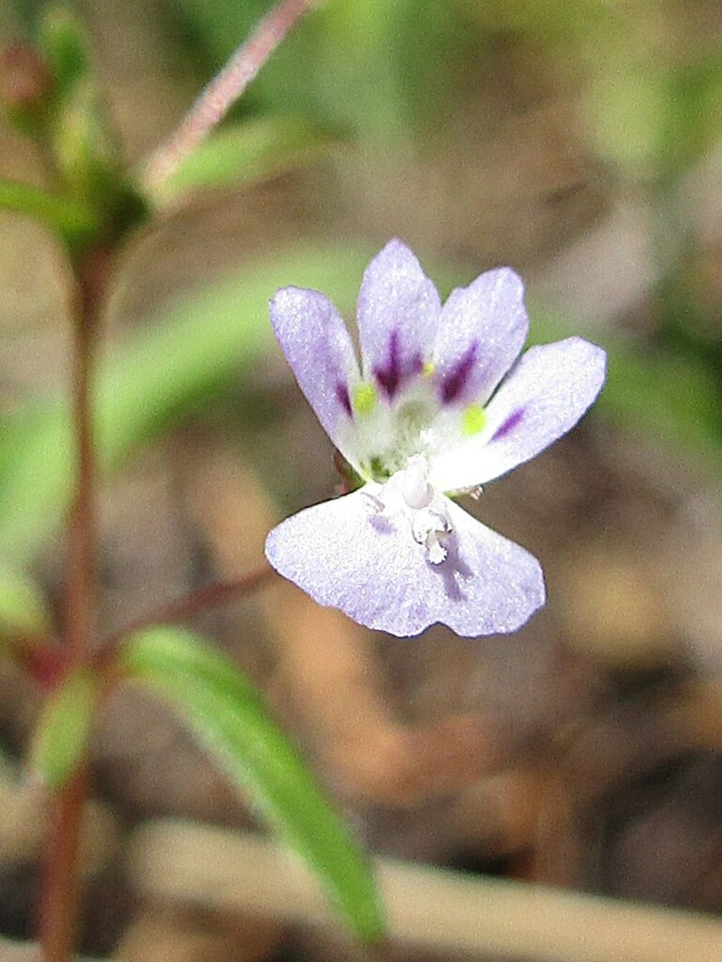 Lesser Baby Innocence photo 6