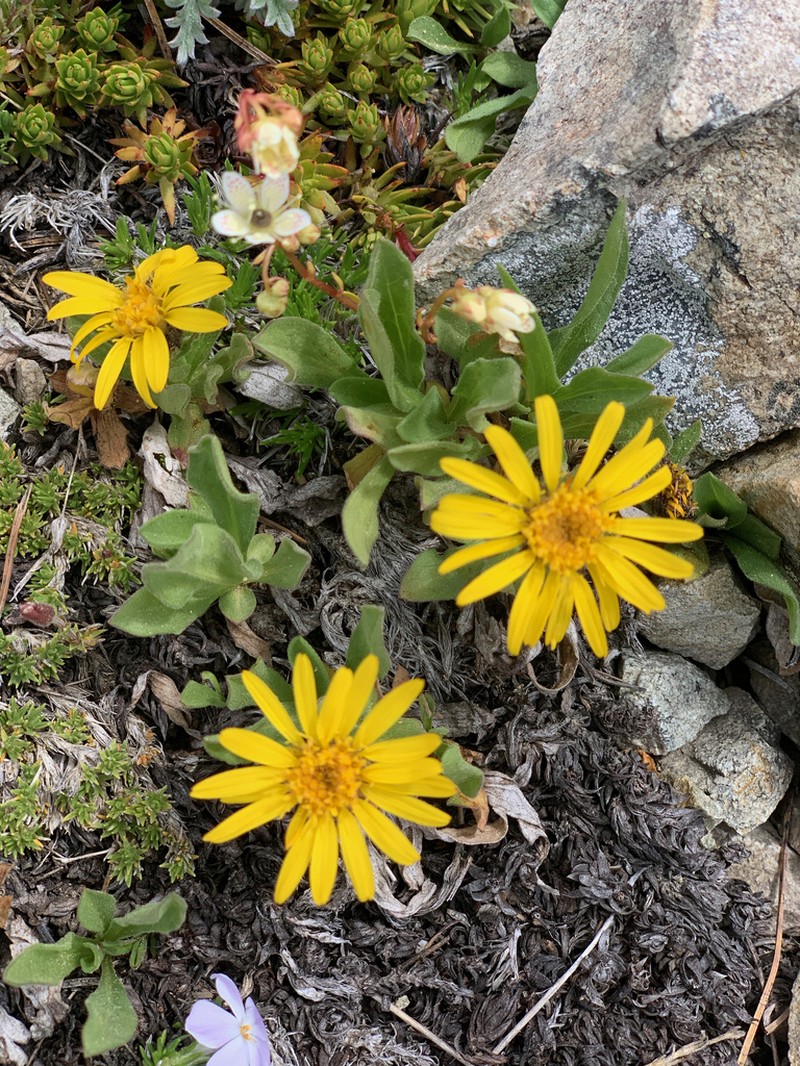 Lyall's Goldenweed
