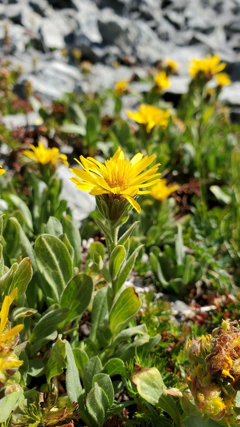 Lyall's Goldenweed photo 2