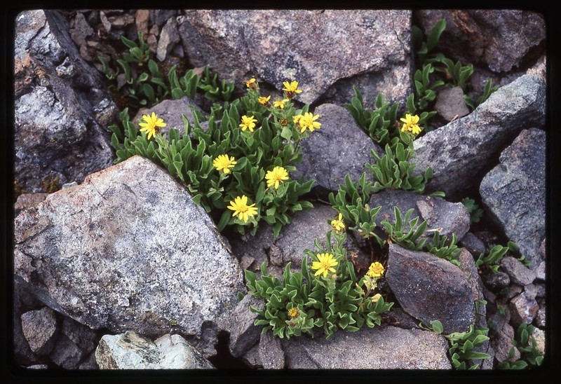 Lyall's Goldenweed photo 3
