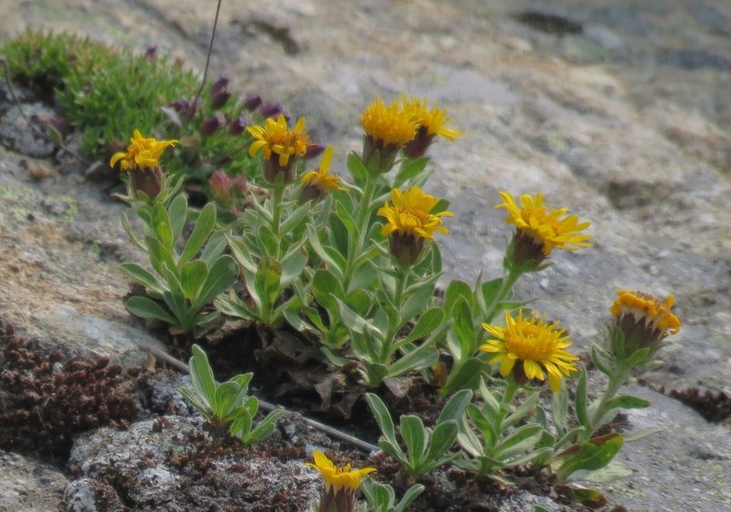 Lyall's Goldenweed photo 4
