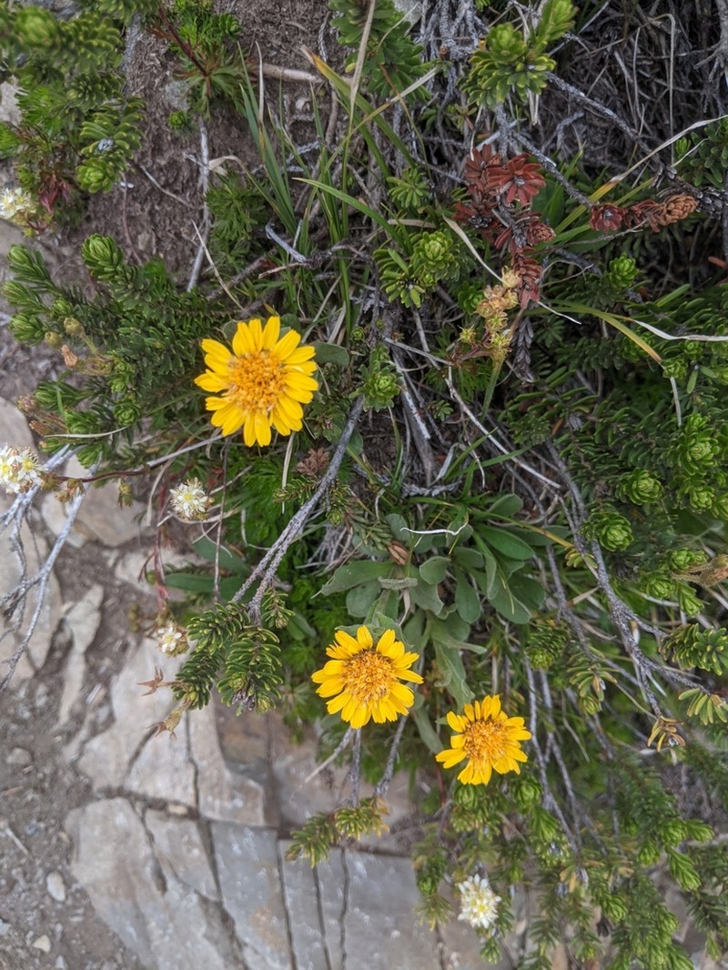 Lyall's Goldenweed photo 5