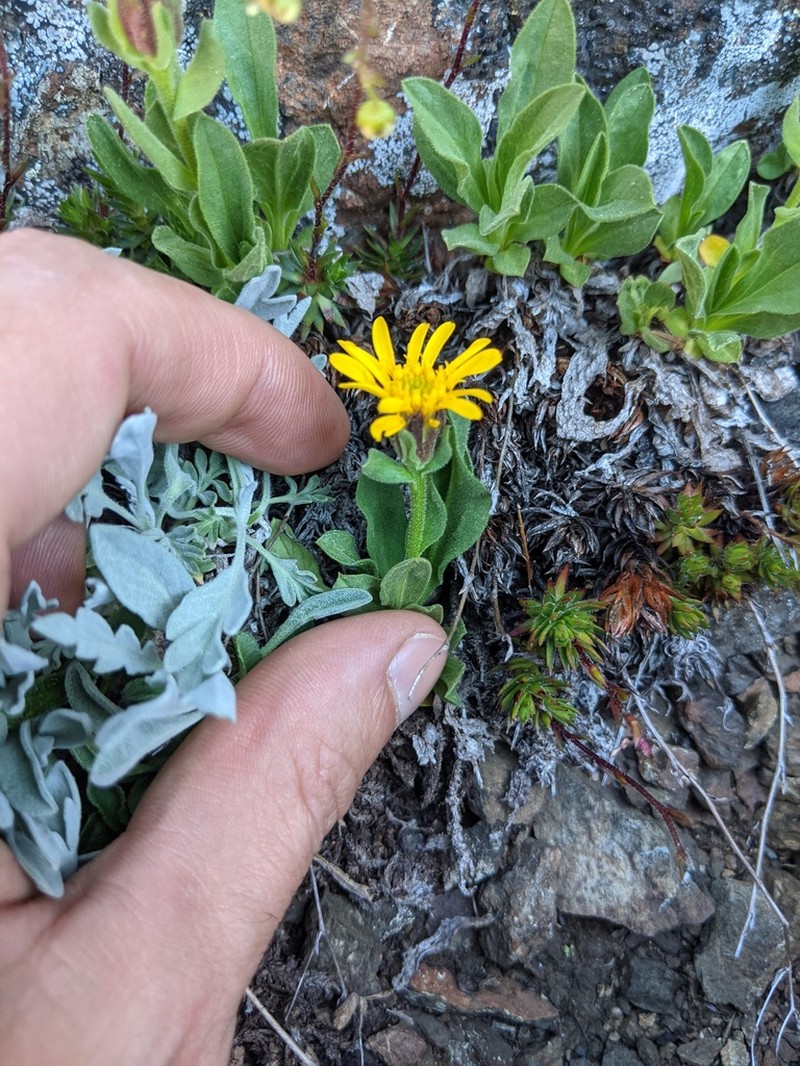 Lyall's Goldenweed photo 6